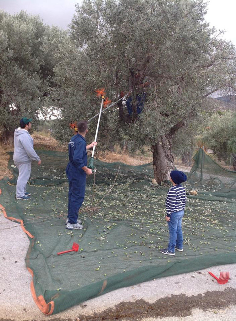 olive harvest at Konstas Olive Tours with men picking olives from trees using olive harvesters