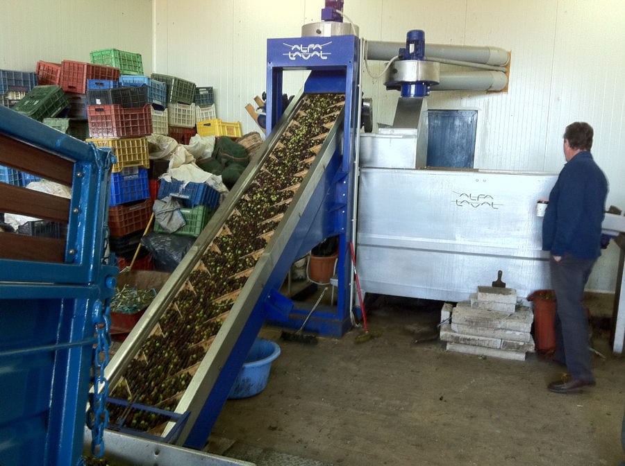 conveyor belt with olives, part of Konstas Olive Tours olive oil plant and a man watching them