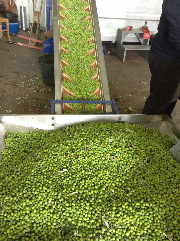 conveyor belt with olives working and putting them in open storage tank at Konstas Olive Tours olive oil plant