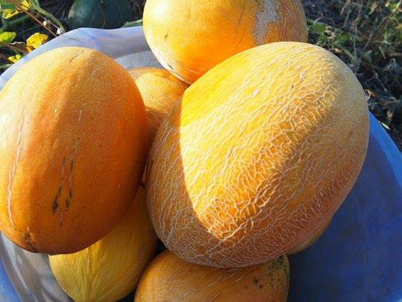 close-up of blue plastic basin with ripe melons at Korogonas Ark