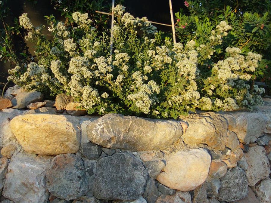 close-up of bushes with plants with cream color flowers on low wall from rocks at Korogonas Ark