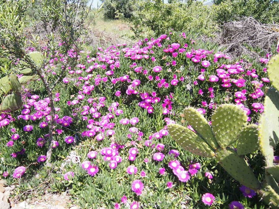 cactus plants and bushes of plants with purple flowers surrounded by high green grass and trees at Korogonas Ark