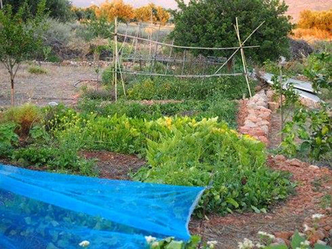 view of vegetables garden with green plants and some of them covering with blue raffia at Korogonas Ark
