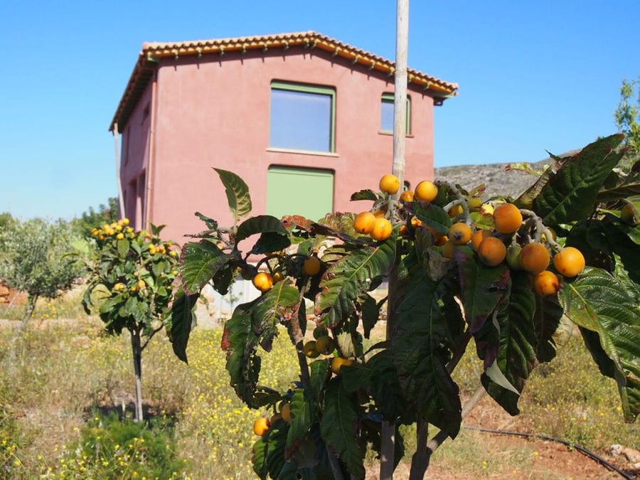 close-up of loquat tree with ripe fruits and pink building of Korogonas Ark in the background