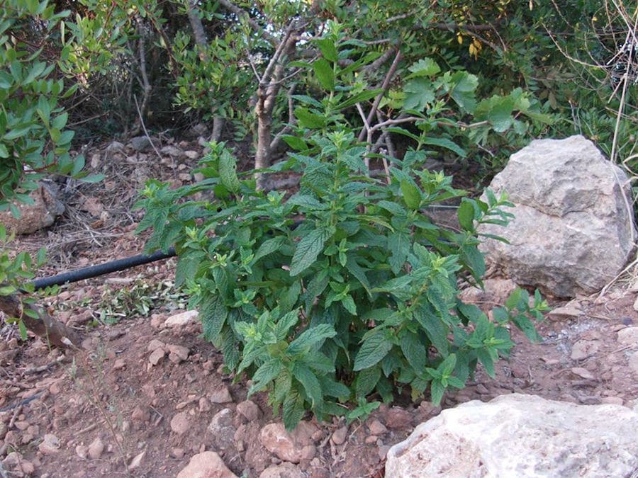 close-up of bushes of mint surrounded by tree and rocks at Korogonas Ark