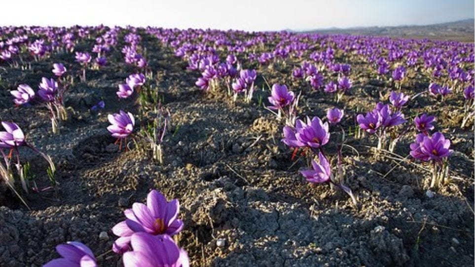 close-up of rows of purple Saffron flowers 