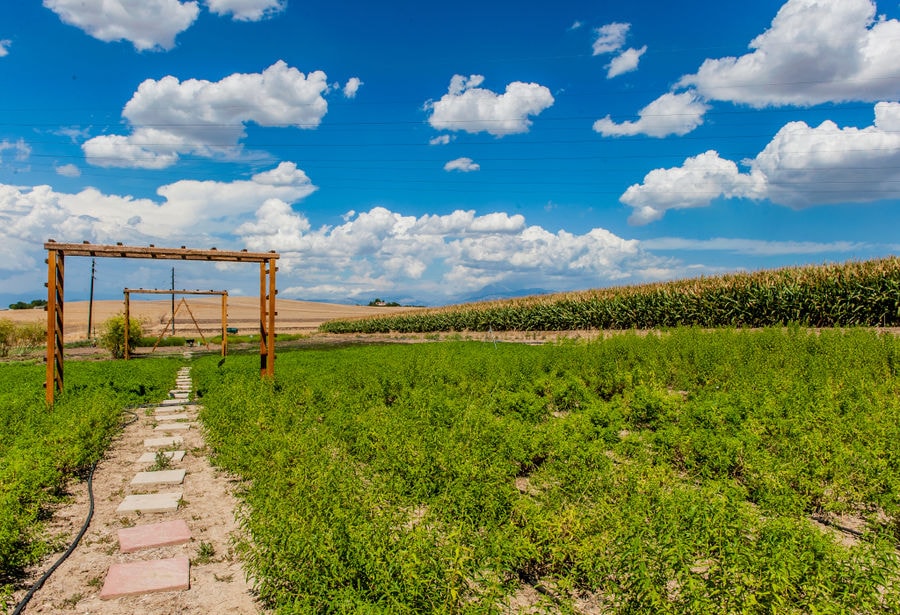 green crops at Efkarpia Farm in the background of blue sky