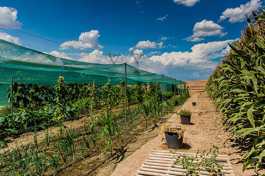 rows of green plants at Efkarpia Farm in the background of blue sky