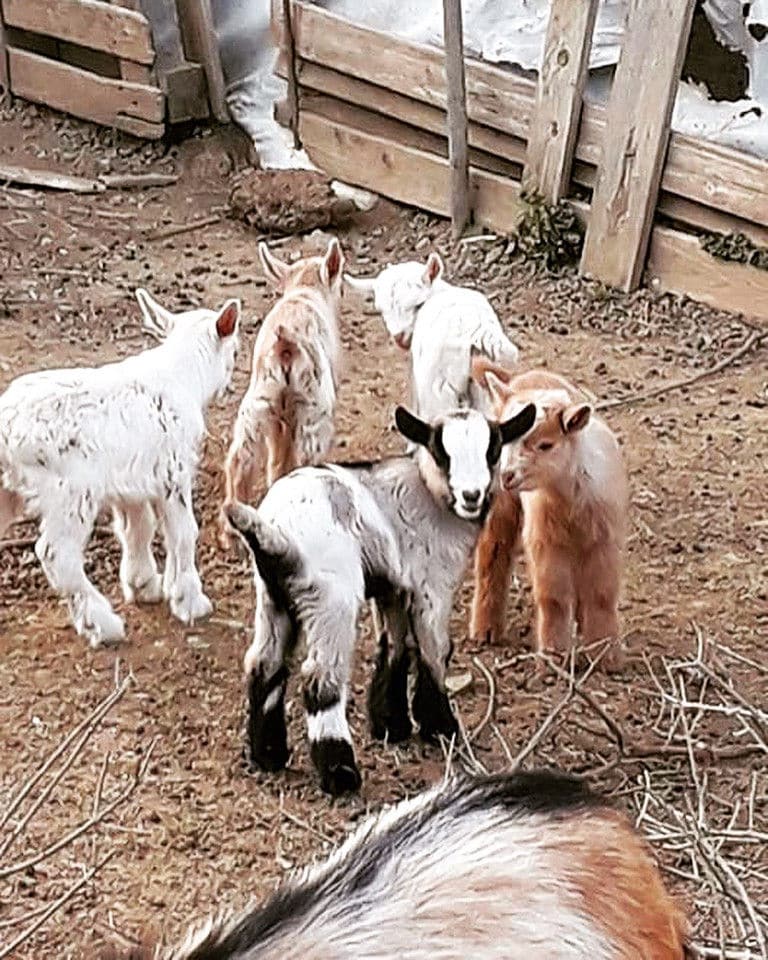 a group of young goats in their wood cage at 'Ktima Golemi' farm