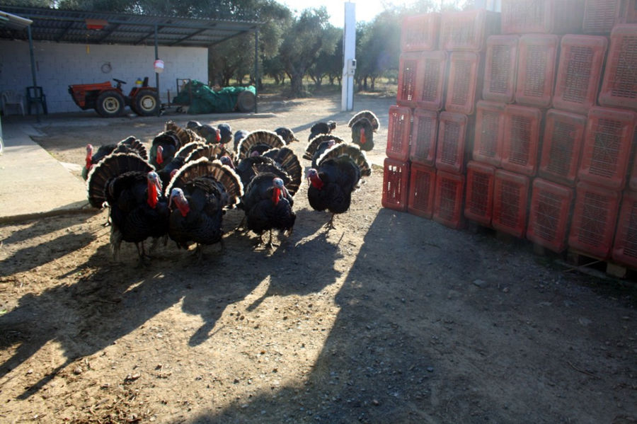 a group of black fluffy turkeys at 'Ktima Golemi' farm and two tractors in the background
