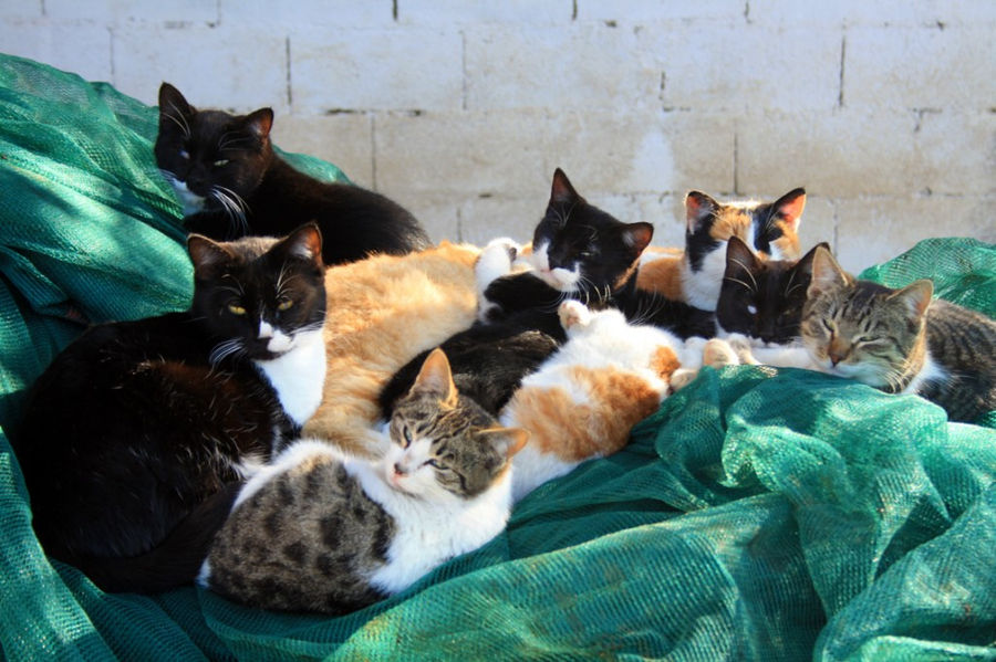 a group of kittens on the raffia at 'Ktima Golemi' farm and a wall in the background