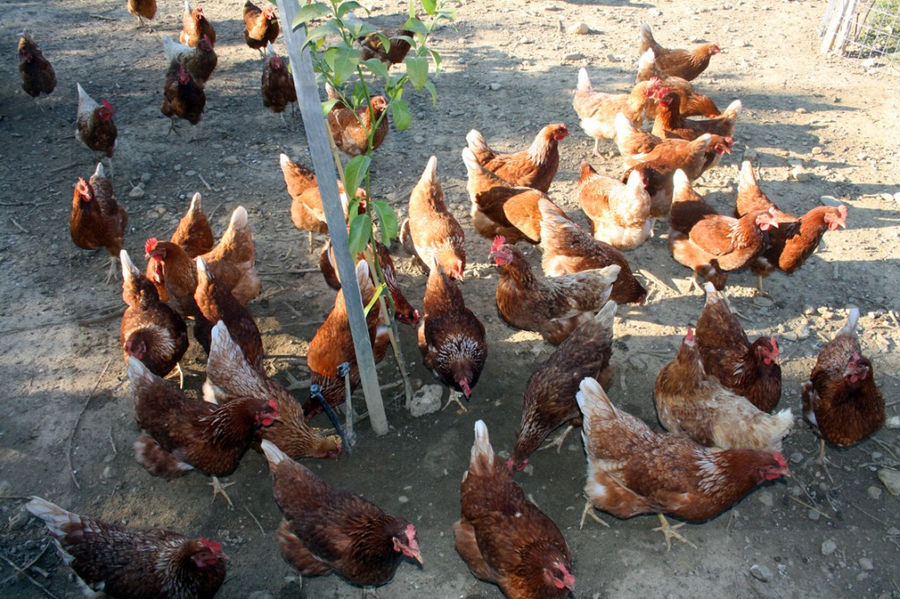 chickens pecking the ground for food at 'Ktima Golemi' farm