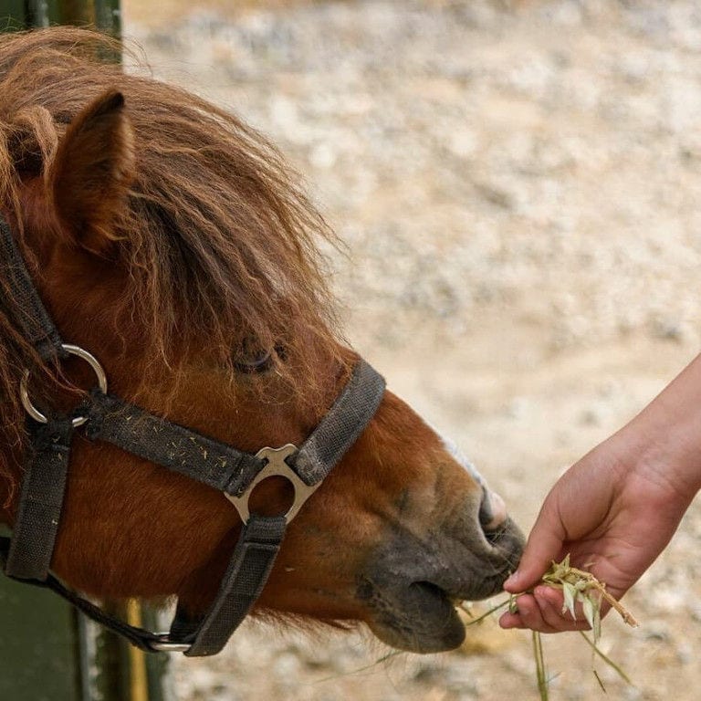 a child feeding dry grass to horse at 'Ktima Golemi' farm