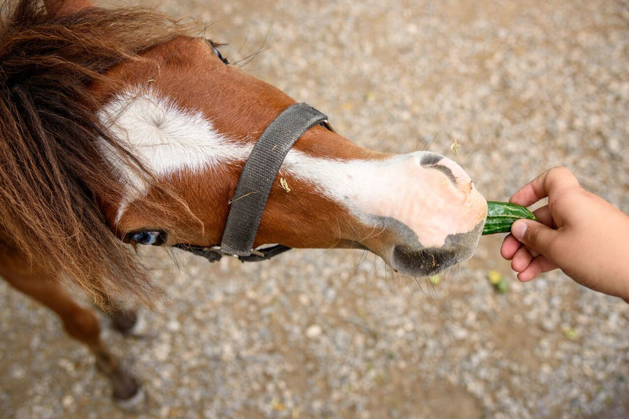 a child feeding cucumber to horse at 'Ktima Golemi' farm