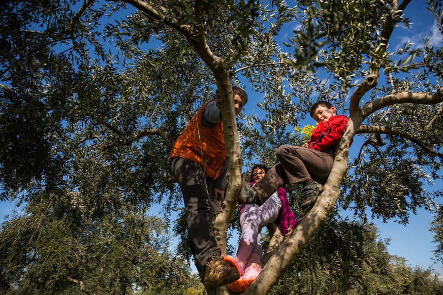 a girl and two boys climbing olive tree and watching at the camera at 'Ktima Golemi' farm