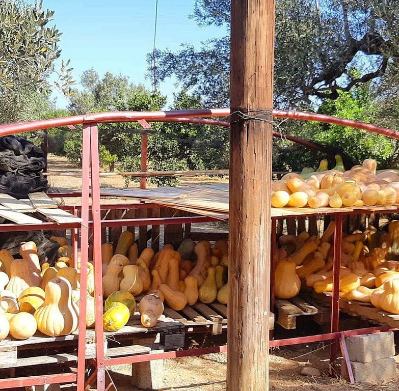 yellow pumpkins under a wood bridge at 'Ktima Golemi' and trees in the background