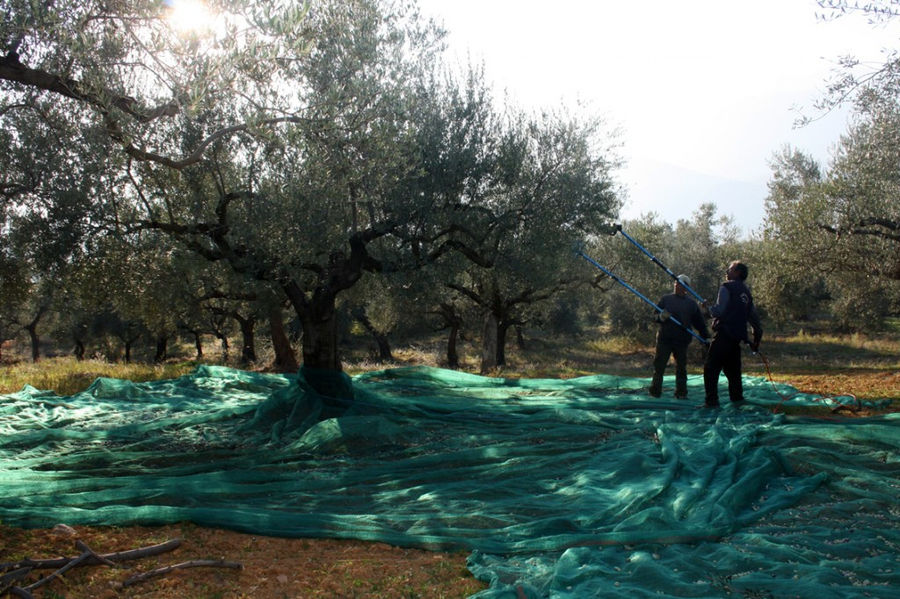 two men picking olives from tree using olive harvester at 'Ktima Golemi'