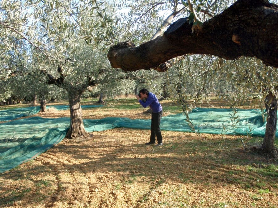 a tourist taking photo with a camera the olives trees and raffia on the groung at 'Ktima Golemi'