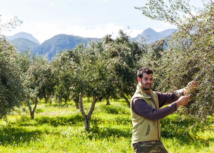 man smiling happily at the camera and picking olives at 'Ktima Golemi' crops