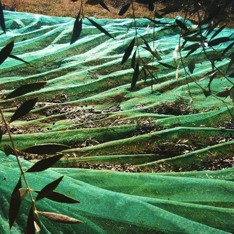 lying raffia on the ground with olives at 'Ktima Golemi'