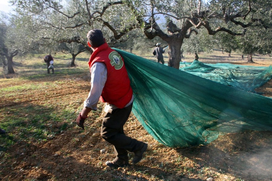 man carring raffia at 'Ktima Golemi' olive trees crops