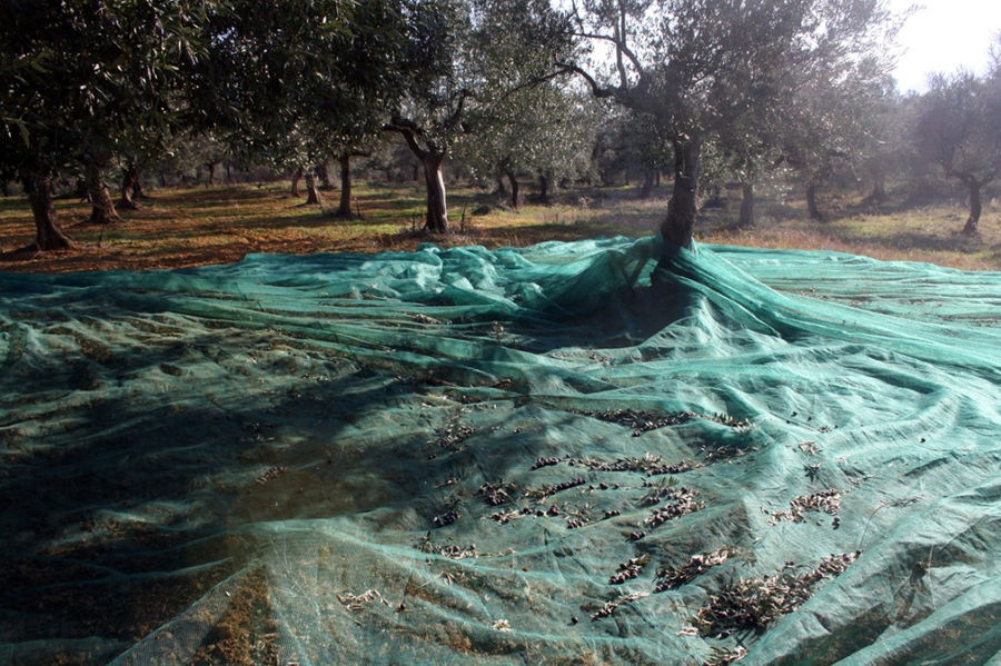 lying raffia on the ground with olives at 'Ktima Golemi' live trees crops