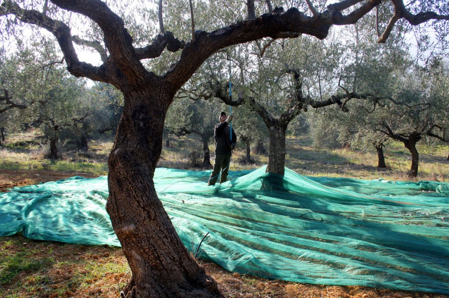 man picking olives from tree using olive harvester at 'Ktima Golemi'