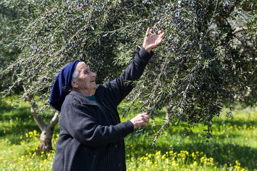 a old woman picking olives at 'Ktima Golemi' crops