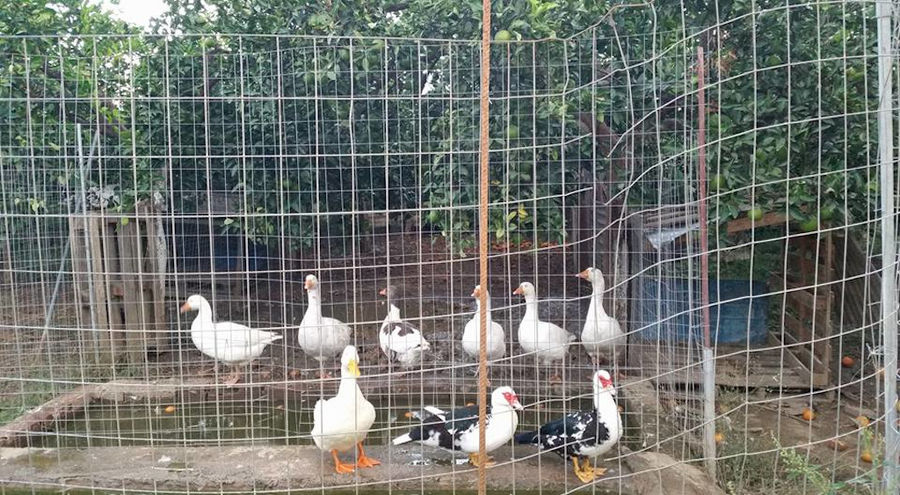 a group of white ducks in their cage at 'Ktima Golemi' farm