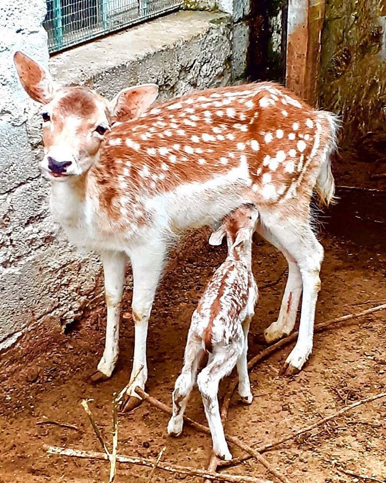 a deer breastfeedings her baby and watching at the camera at 'Ktima Golemi' farm