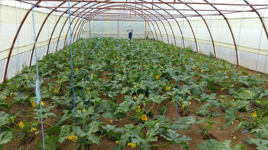 Plant pumpkins with yellow flowers on the ground at 'Ktima Golemi' green house