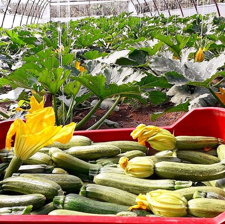 crate of pumpkins with Plant pumpkins and yellow flowers on the ground in the buckground at 'Ktima Golemi' green house