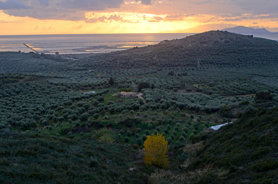 sunset of 'Ktima Kakkavos' building from above surrounded by olive trees