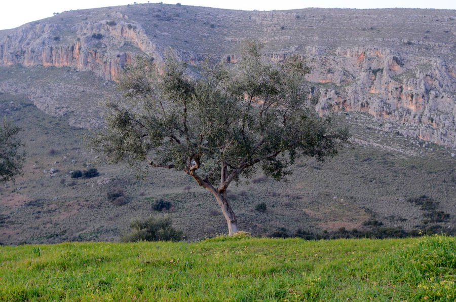 old olive tree at 'Ktima Kakkavos' with mountains in the background and green grass surrounded