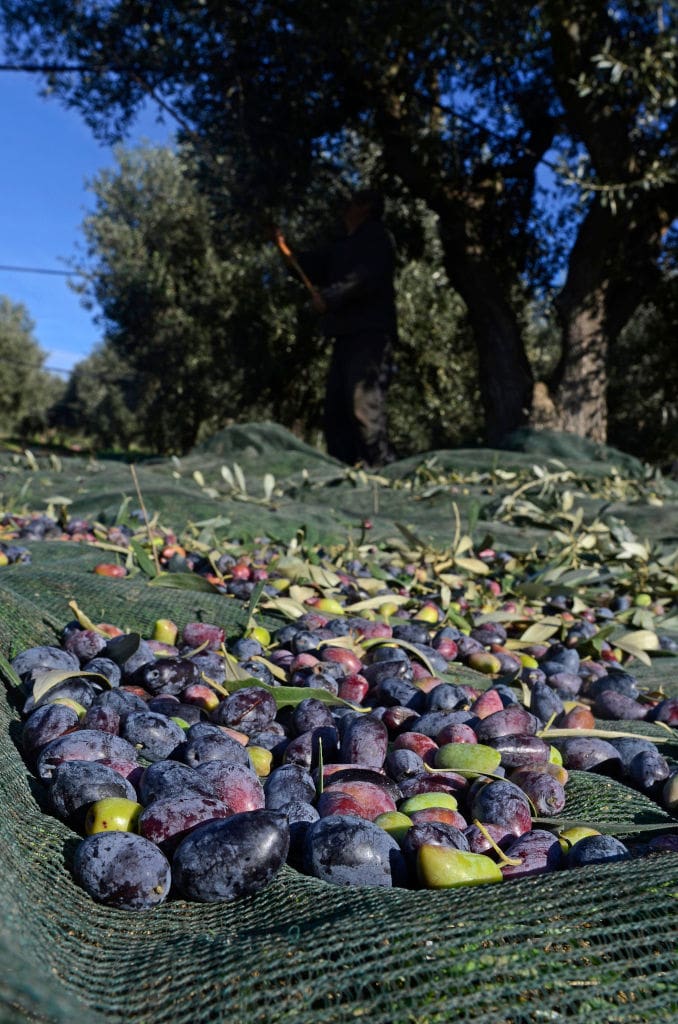 olives on the raffia on the ground lying under the trees at 'Ktima Kakkavos'