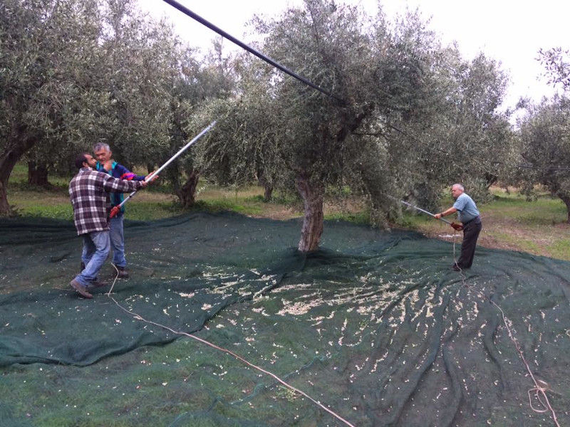 two men picking olives from tree using olive harvester at 'Ktima Kakkavos'