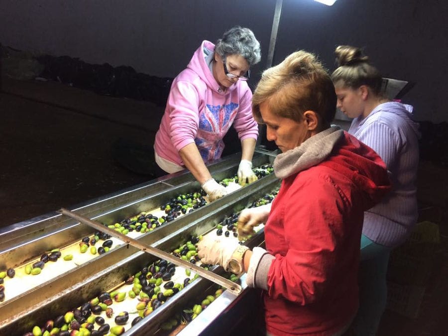 three women selecting fresh olives on conveyor belt at 'Ktima Kakkavos' facilities