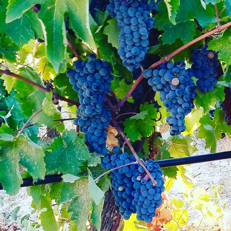 bunches of black grapes on the brunch at Ktima Karamitsos vineyards