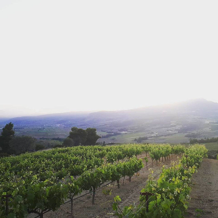 rows of vines at Ktima Karamitsos vineyards in the background of trees and mountains in the dense fog day