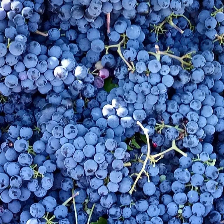 bunches of black grapes from Ktima Karamitsos vineyards