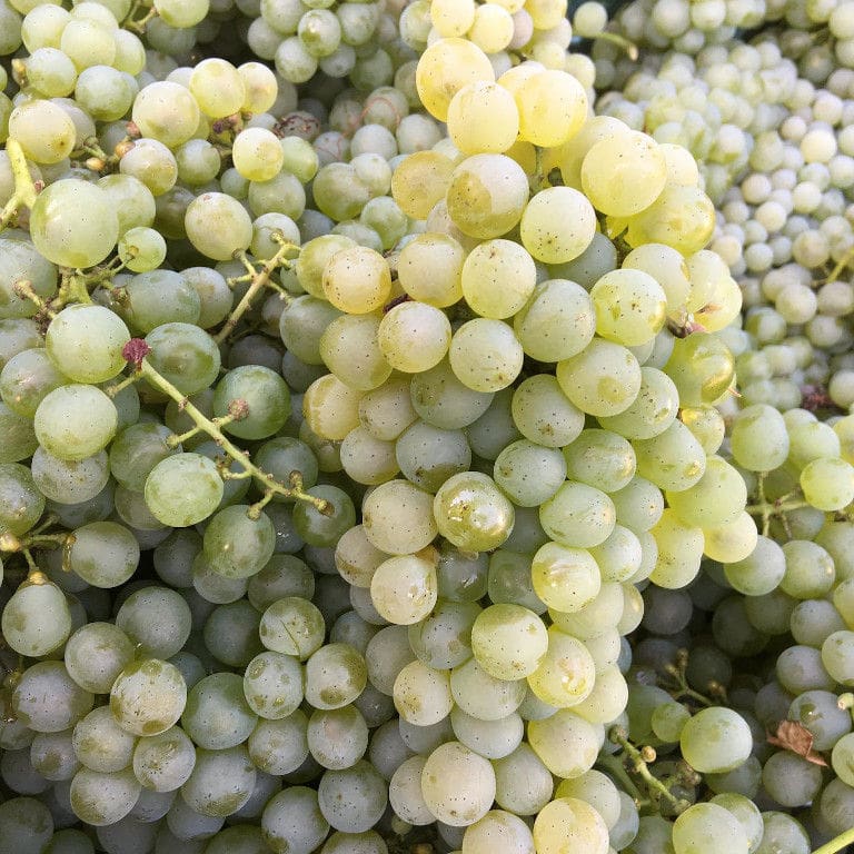 bunches of white grapes from 'Ktima Karipidis' vineyards