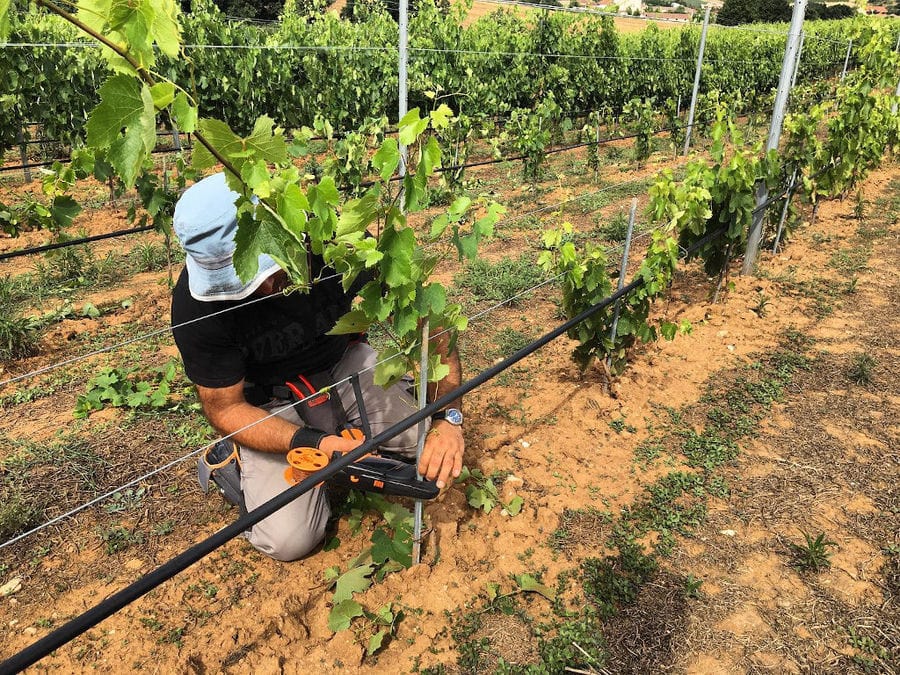 man cutting brunch of vines with a scissors at 'Ktima Karipidis' vineyards