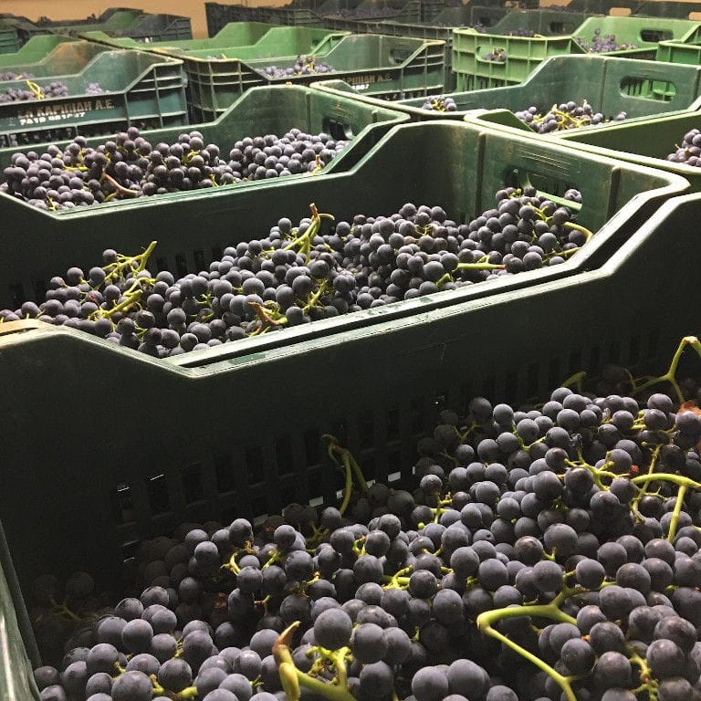 crates of bunches of black grapes at 'Ktima Karipidis' plant
