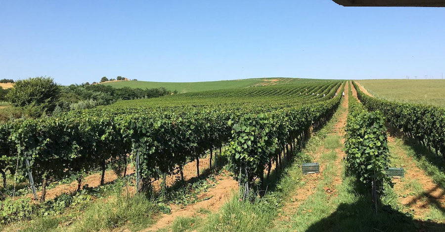 rows of vines at 'Ktima Karipidis' vineyards in the background of blue sky