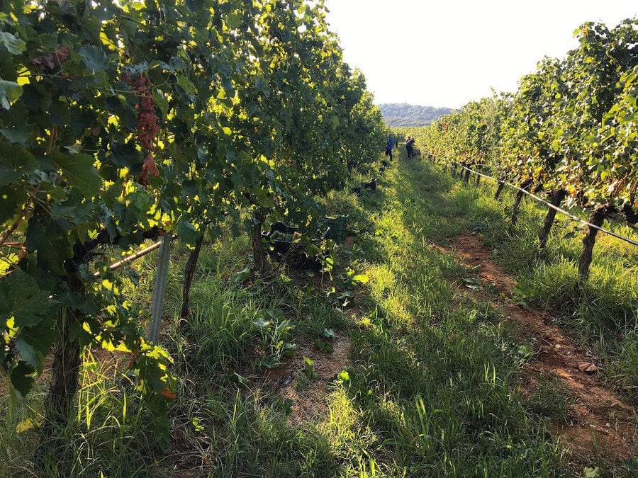 men picking grapes in 'Ktima Karipidis' vineyards