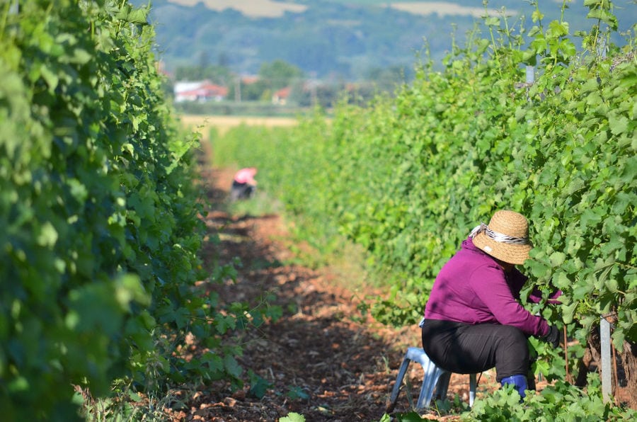 man with sun hat picking grapes in the 'Ktima Pavlidis' vineyard