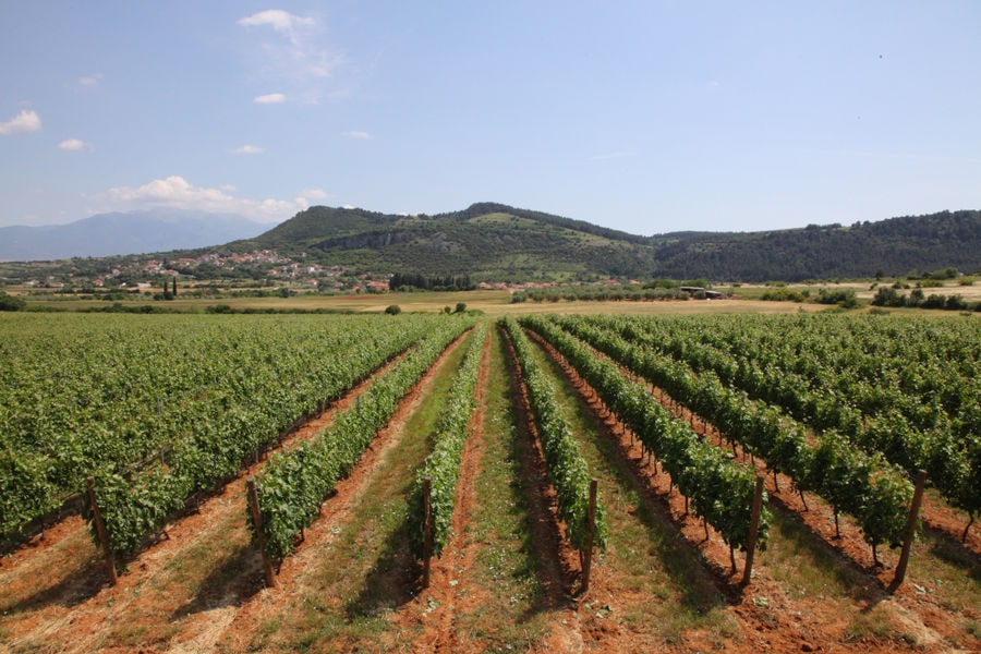 view of 'Ktima Pavlidis' vineyards in the background of mountains and the blue sky