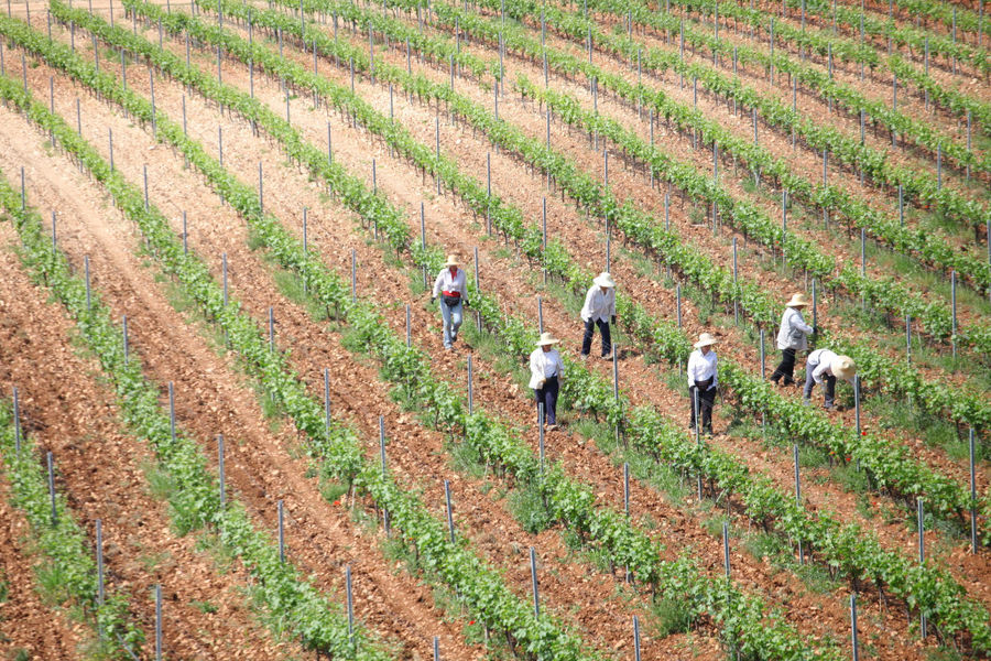 men with sun hat working in the 'Ktima Pavlidis' vineyard