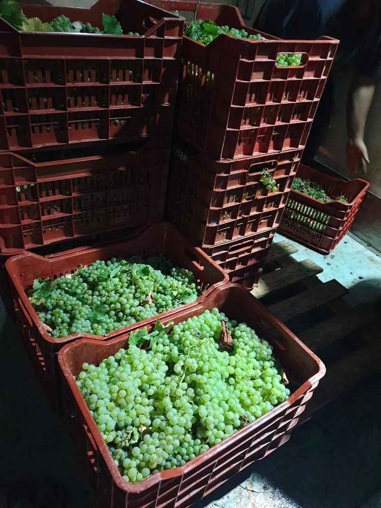 crates with bunches of white grapes at 'Ktima Pavlidis' facilities