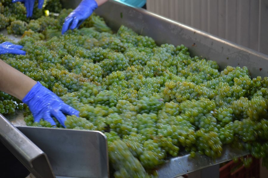 men feeding grapes press machine at 'Ktima Pavlidis' facilities